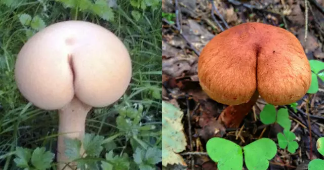 champignon