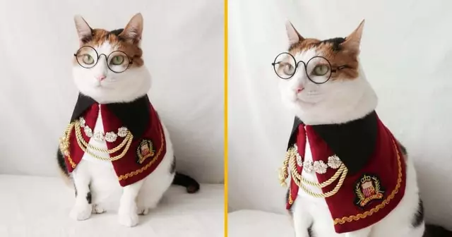 costume-royal-chat