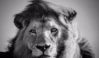 LION-BAHEUX-5214_resultat
