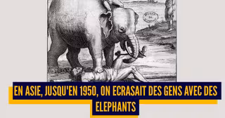 une_executions_animaux