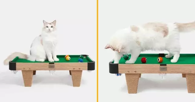 billard-miniature-chat