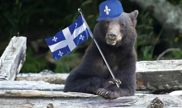 une_ours_quebec