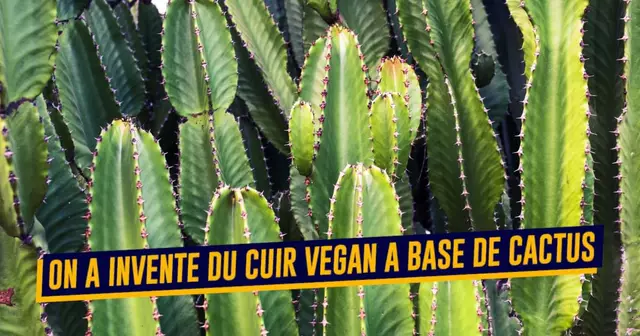 shutterstock_1153601485