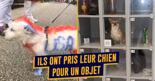 TOP PIRES PROPRIO CHIEN