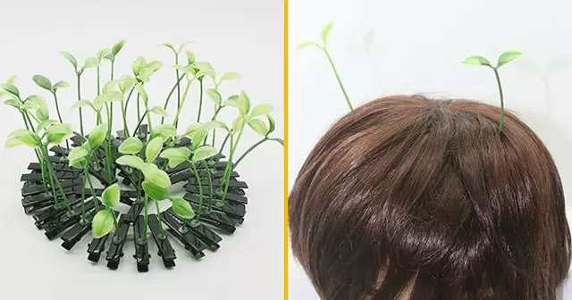 barrette-germes-plantes