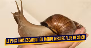 escargot