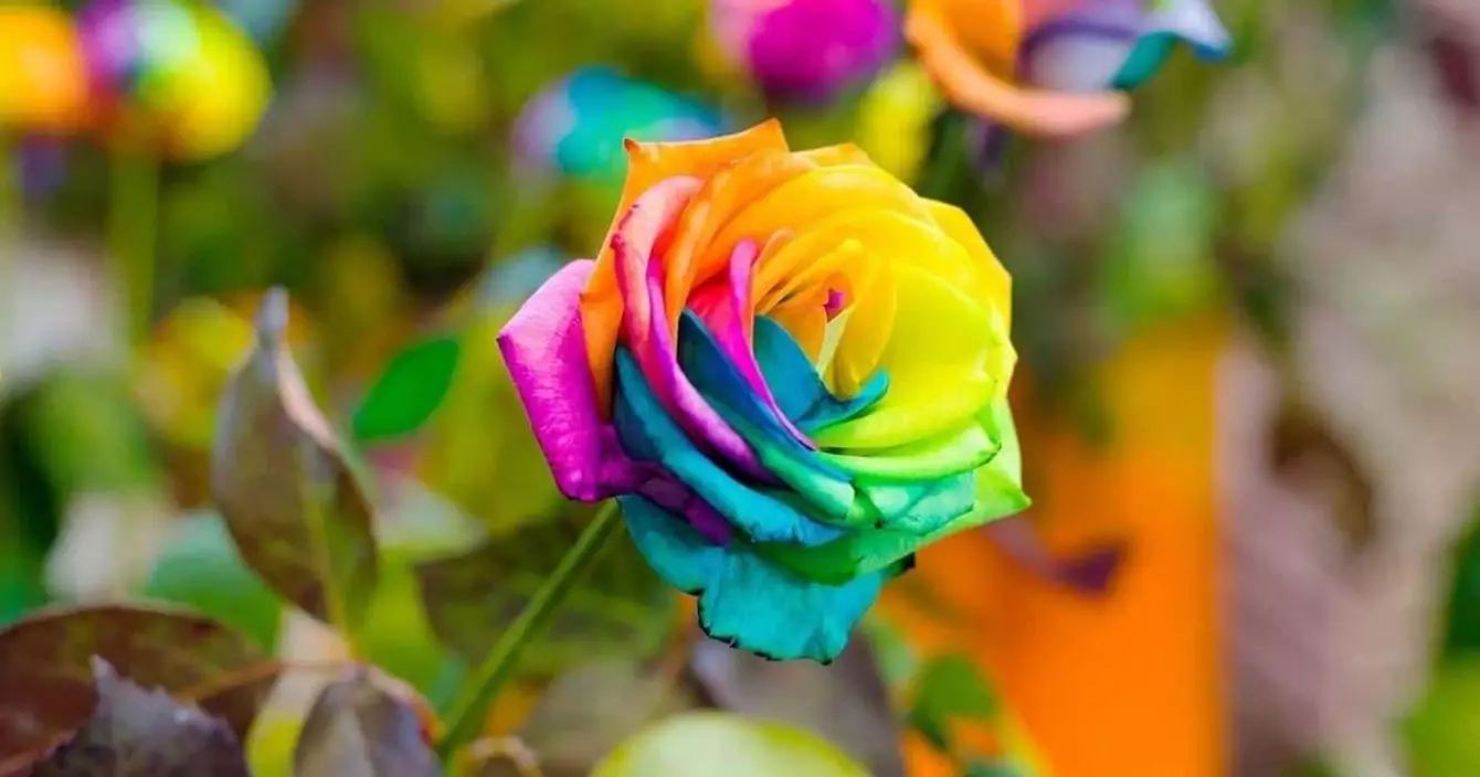 graines-roses-arc-en-ciel