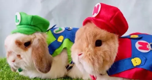 deguisement-luigi-mario-lapin