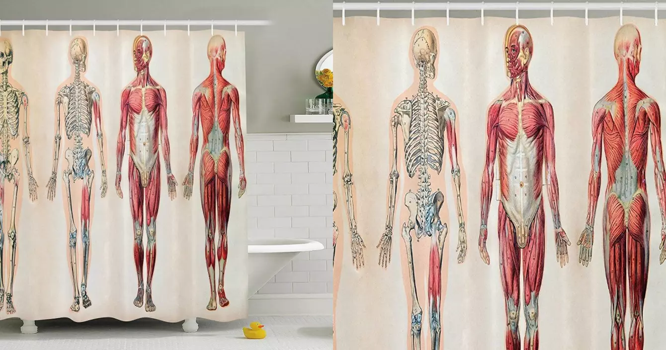 rideau-douche-anatomie