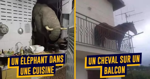 animauxmauvaisendroit