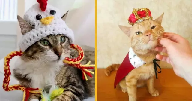 UNE_SHOPPING_CHAPEAU_CHAT