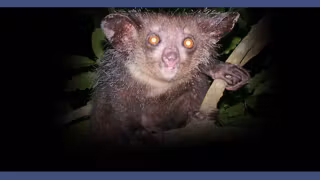 Vignette-Video-animaux-moches