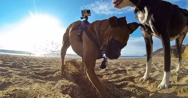 harnais-gopro-chiens