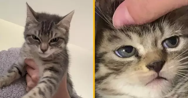 une-top-photos-chats-bad