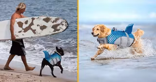 Gilet de sauvetage pour chien-requin