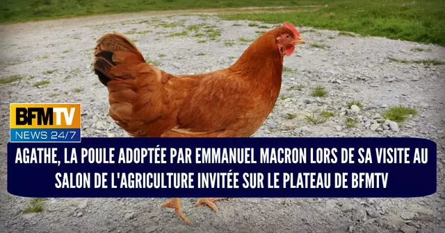 une-trucs-absurdes-salon-agriculture