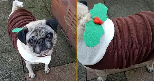 costume-buche-noel-chien