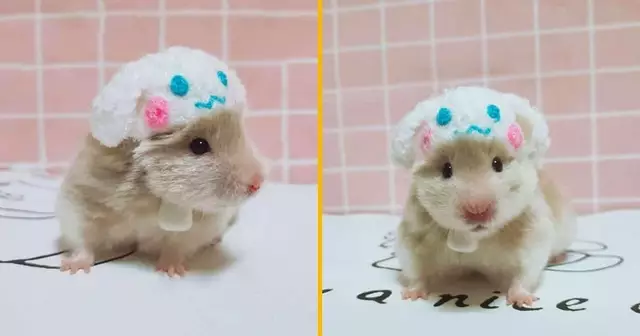 chapeau chiot hamster