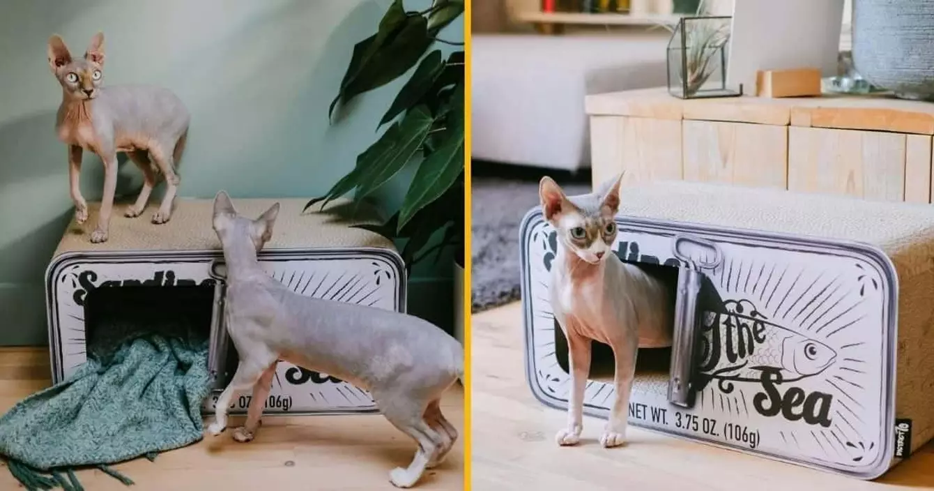 panier-chat-boite-sardines