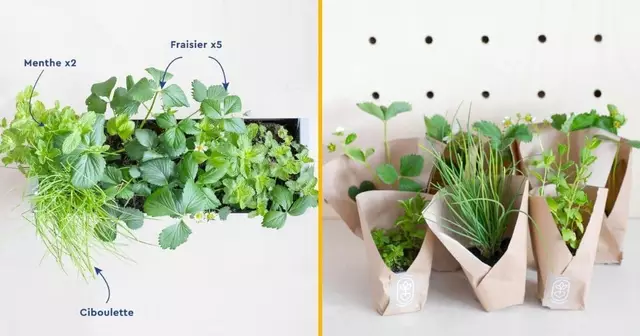 assortiment-menthe-fraises-faire-pousser-mojitos