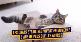 CHAT VIE