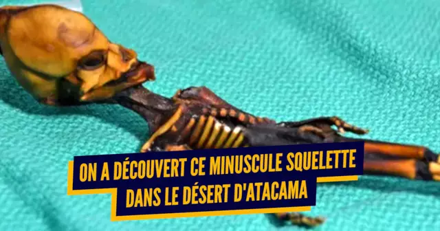 une_squelettes_mystere