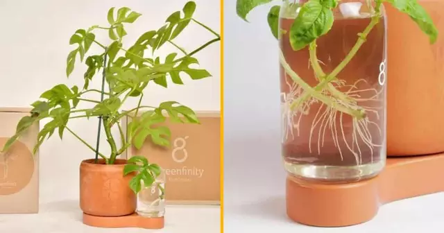 jardiniere-autonome-bouturage