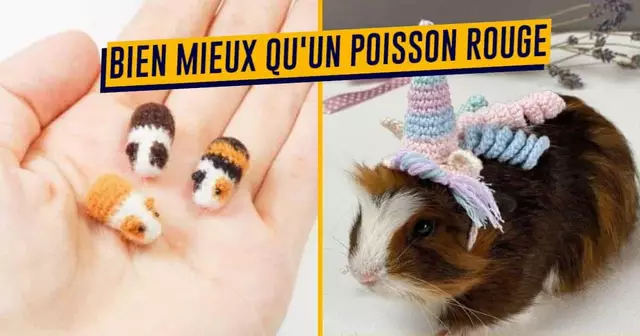 UNE-SHOPPING-cochon-dinde-hamster