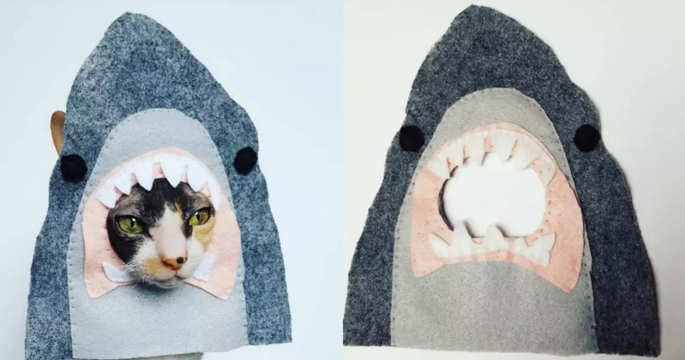 bonnet-requin-chat