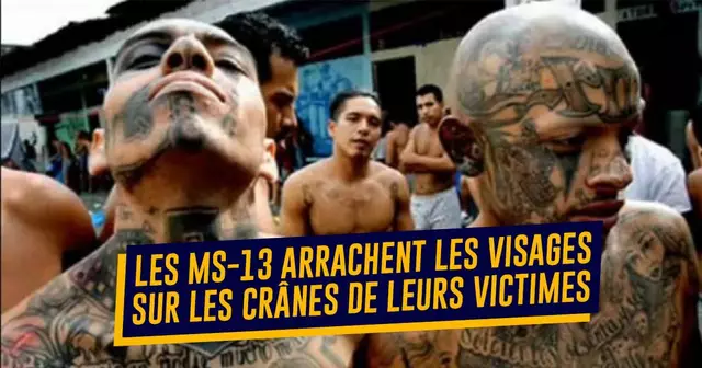 UNE-ms-13