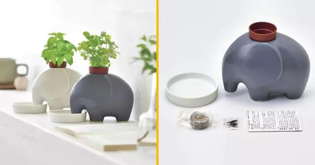 elephant-pousser-plante