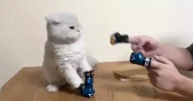 mini-gant-boxe-combat-chat