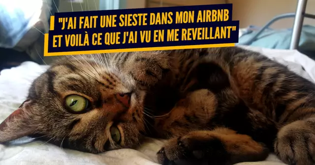 une_animaux_mignons_airbnb