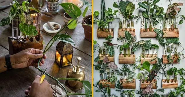 cours-comprendre-reproduction-plantes