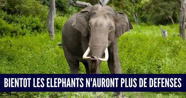 Elephas_maximus_(Bandipur)