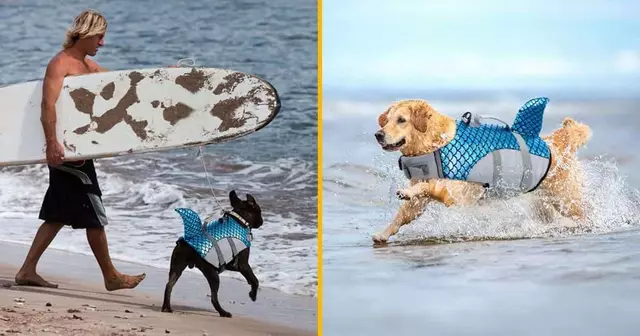 Gilet de sauvetage pour chien-requin