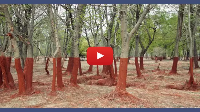 Vignette-Video-photo-sans-photoshop-PLAY