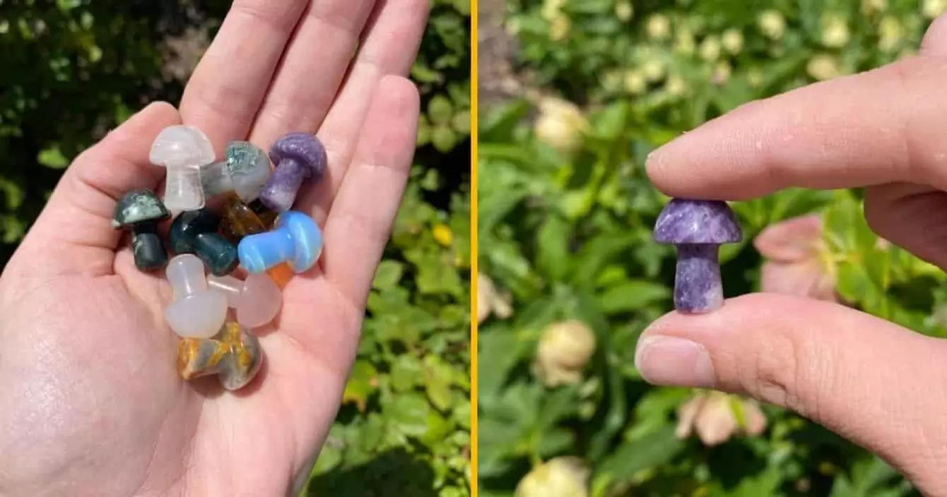 champignon-compagnie