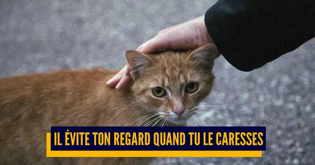 une_chat_tromper