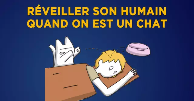 VIGNETTE_CATASS_CHAT_REVEIL0