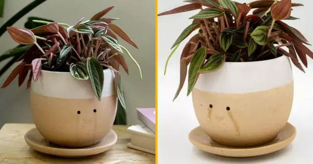 pot-plante-pleure-joie