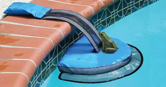 rampe-piscine-grenouille-sortir-vivante