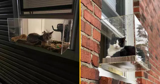 extension-fenetre-chat-balcon