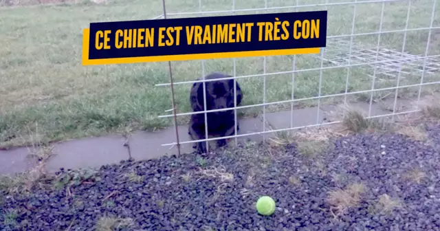 une_chiens_tres_cons