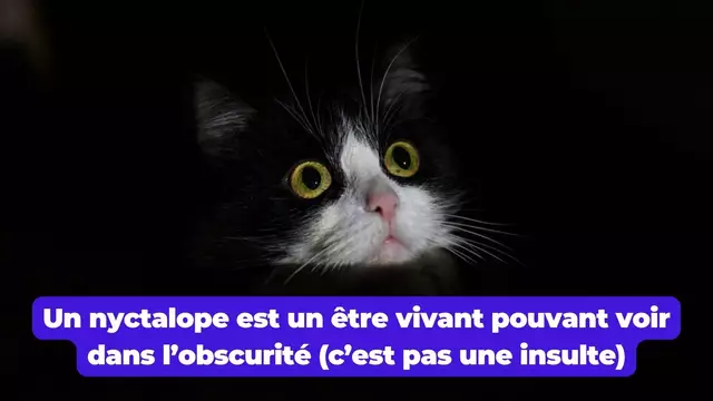 nyctalope