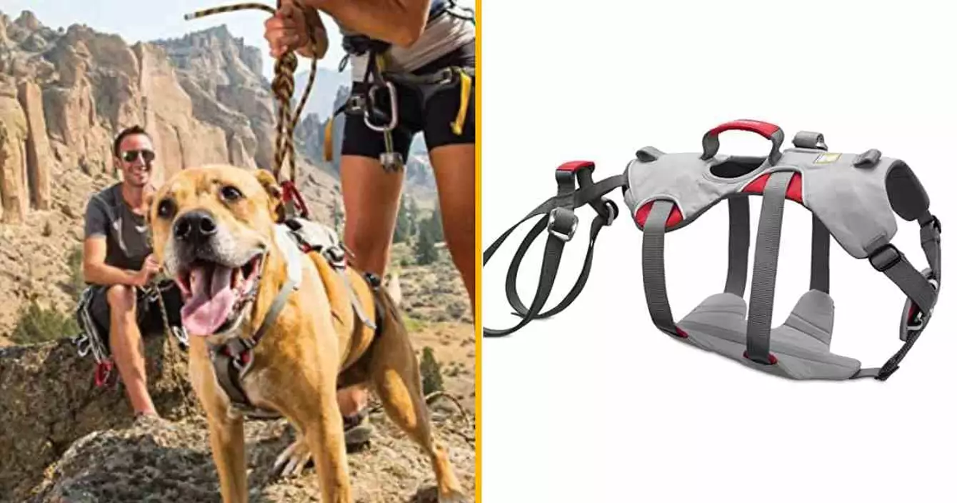 harnais-chien-montagne-escalade