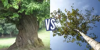 battle-361247-1425493779