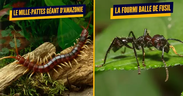 UNE_TOP_INSECTES_DANGEREUX