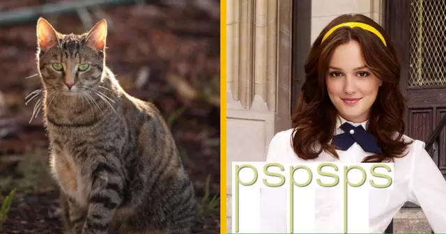 UNE_MEMES_GOSSIP_GIRL_2