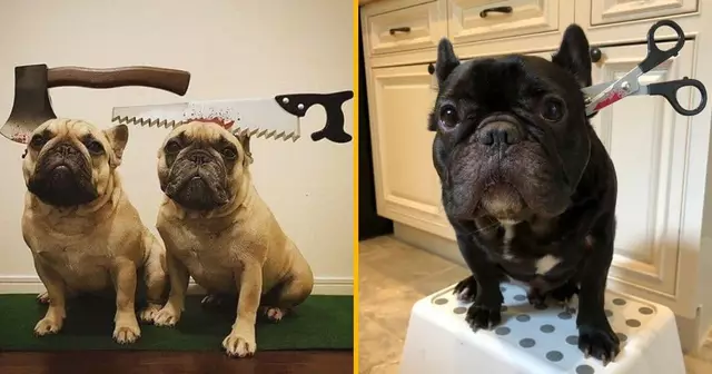 costumes-chiens-sanglants-halloween